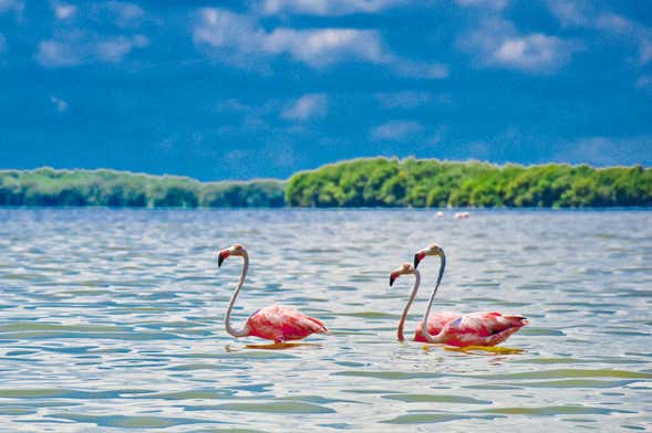 Excursión a Celestún