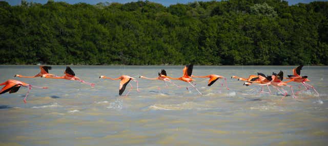 Excursión a Sisal y Celestún
