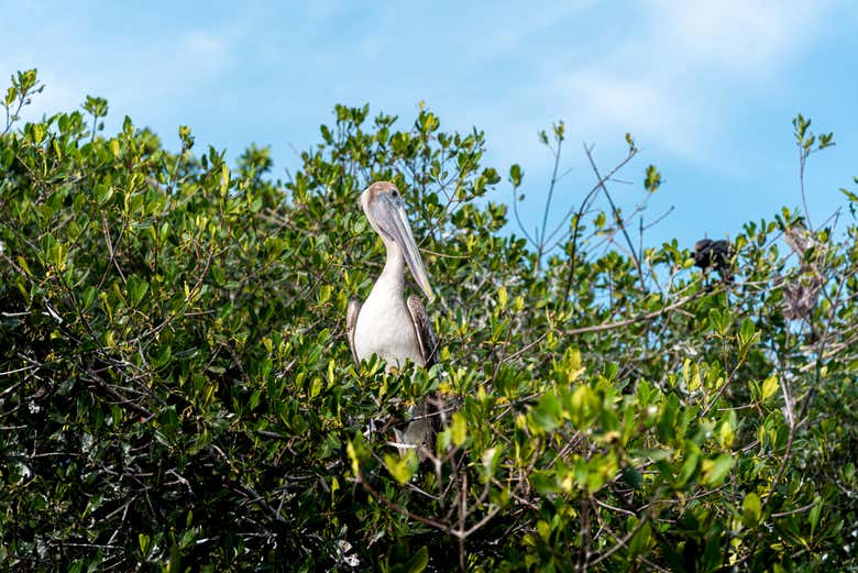 Flamingos voando