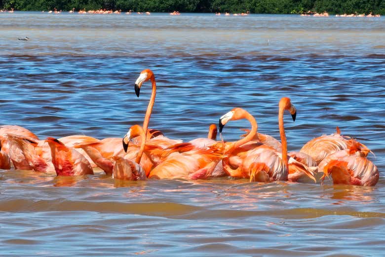 Los emblemáticos flamencos de Celestún