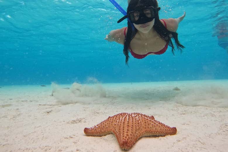 Contemplando uma estrela-do-mar