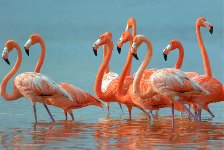 Divisando unos flamencos