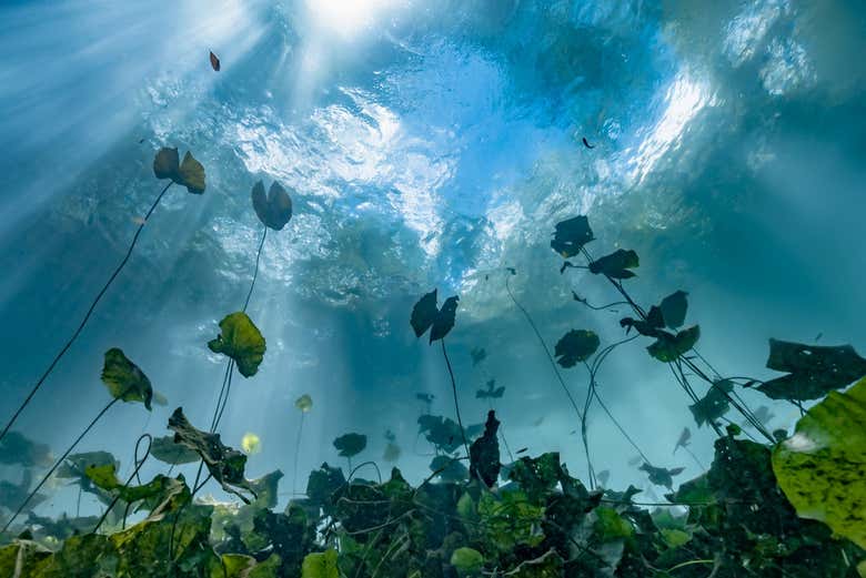 Flora en el fondo del cenote