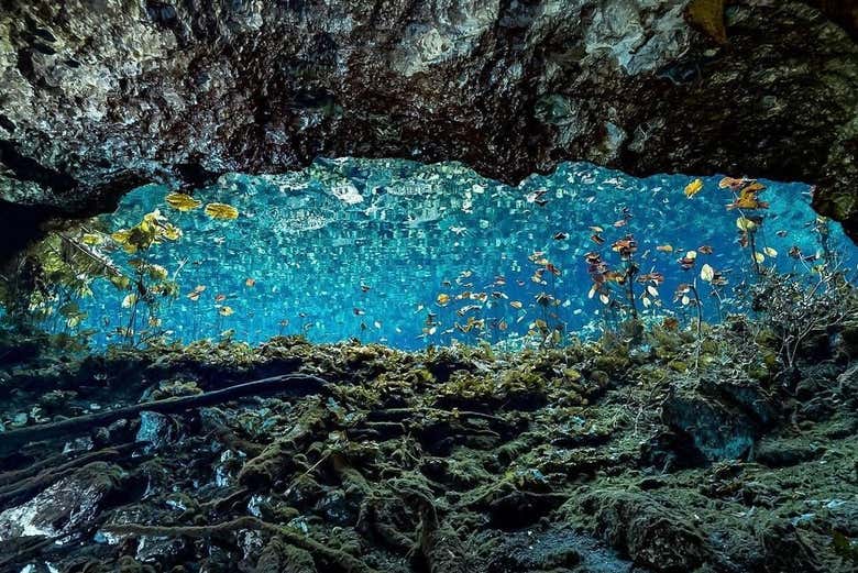 Impresionante fondo de un cenote