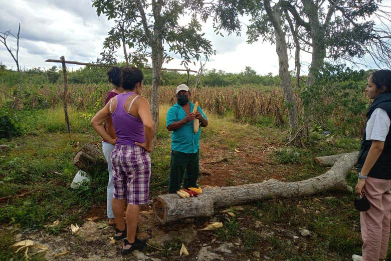 Vue sur un verger écologique