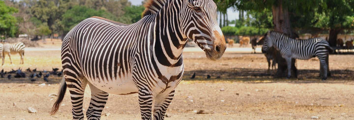 Excursiones de un día en Monterrey