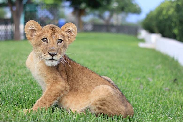 Veremos filhotes de leão!