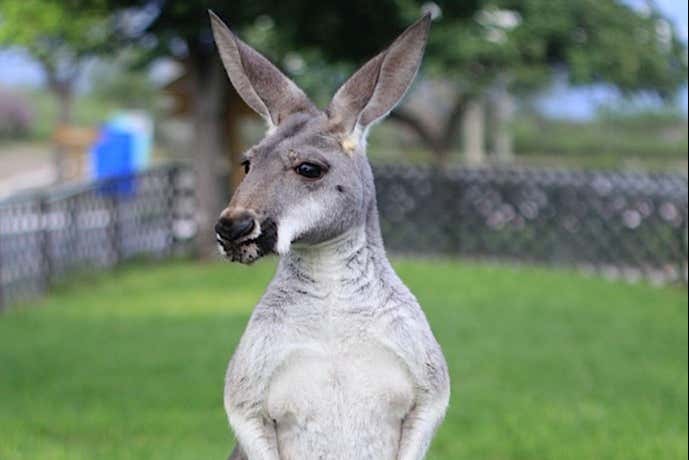 Um simpático canguru no Centro Xenpal