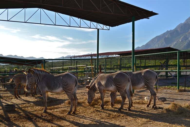 Veremos famílias de zebras
