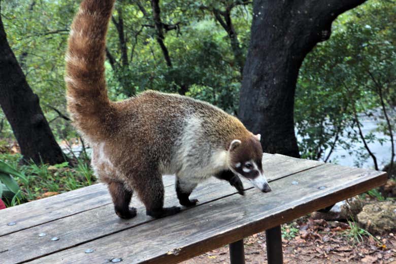 Coati in Chipinque Ecological Park