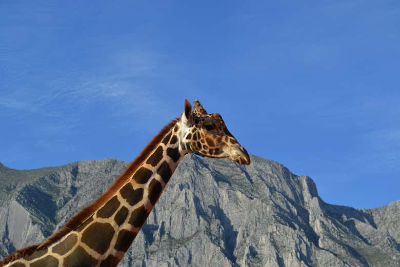 O Centro Xenpal é o lar de várias girafas