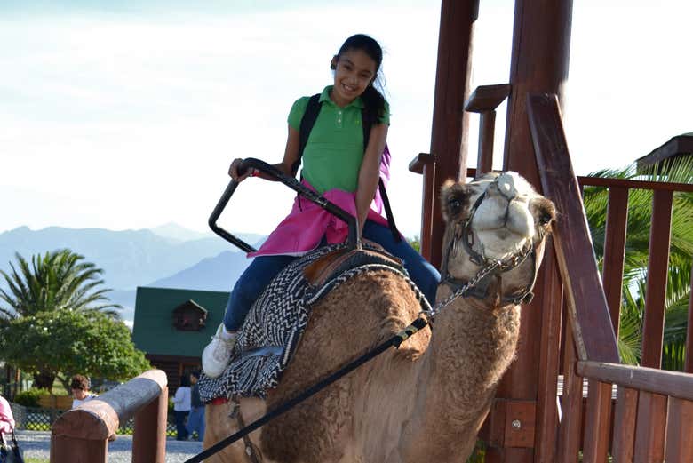 Você poderá dar um passeio de camelo