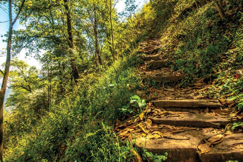 A path running through the park