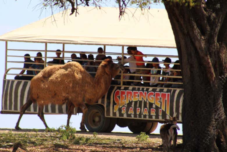 Serengeti Safari