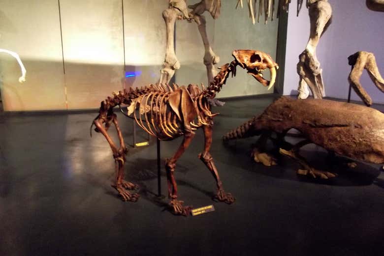 Tigre-dentes-de-sabre no Museu do Deserto
