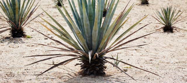 Excursión a una destilería de mezcal de Etúcuaro
