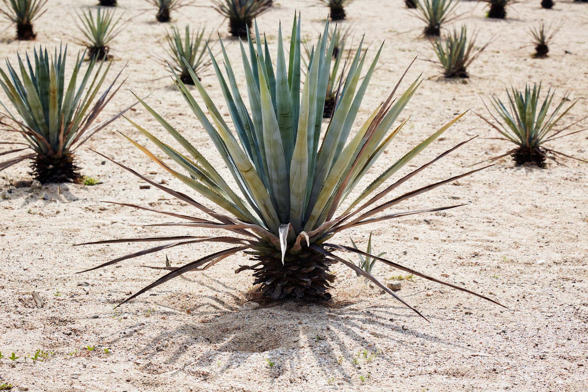 Excursão a uma destilaria de mezcal de Etúcuaro