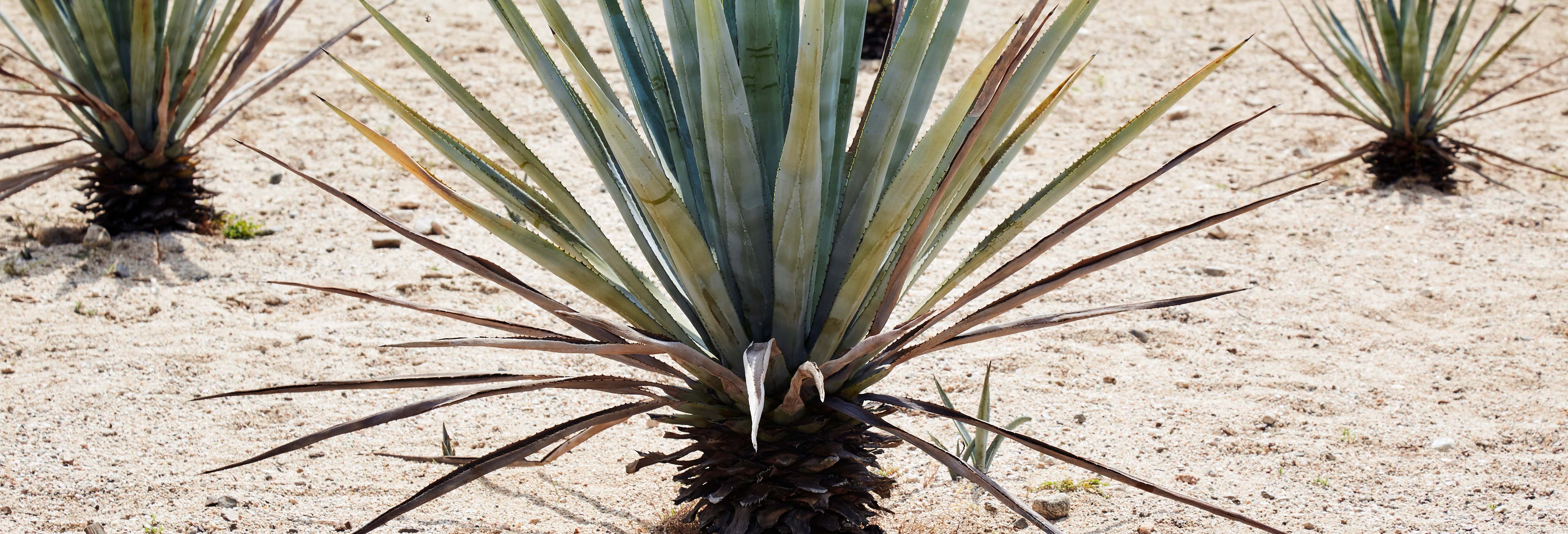 Excursiones de un día en Morelia