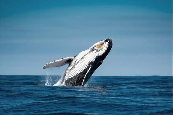 Playa Las Peñas 2-Day Trip + Humpback Whale Watching
