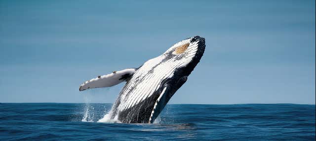 Playa Las Peñas 2-Day Trip + Humpback Whale Watching