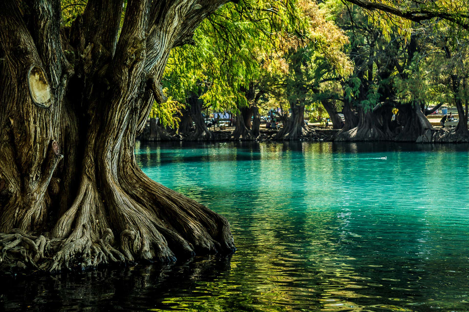 Excursão ao santuário Guadalupano e lago de Camécuaro