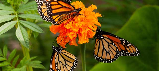 El Rosario Monarch Butterfly Sanctuary Day Trip