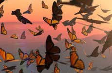 Excursión al santuario de mariposas monarca Sierra Chincua