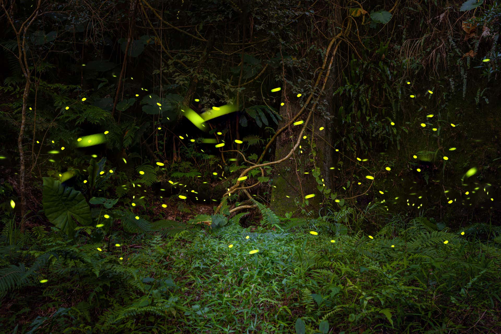 Tirolesa na represa de Umécuaro + Avistamento de vaga-lumes