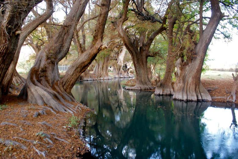 Árboles de agua del lago de Camécuaro