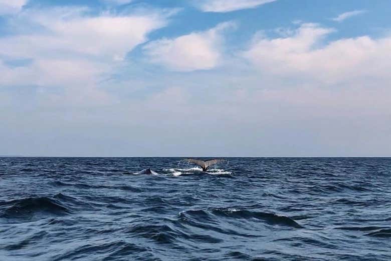 ¡Una ballena a la vista!