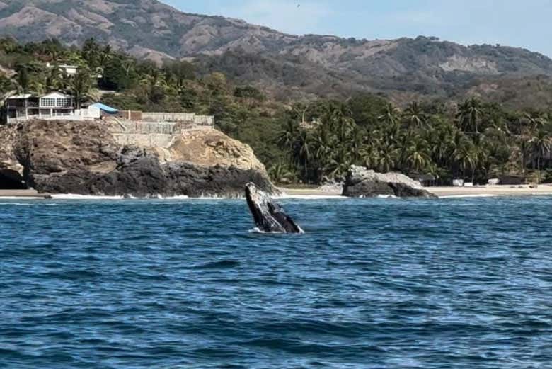 Observando una ballena desde la lancha