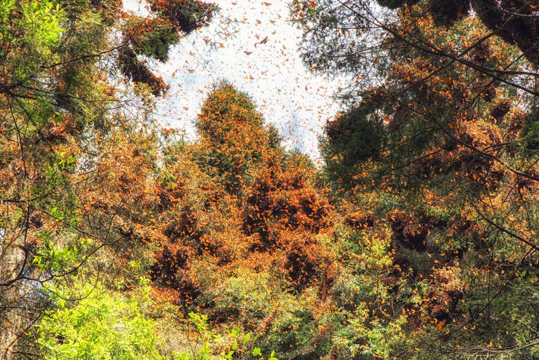 Bosques repletos de mariposa monarca