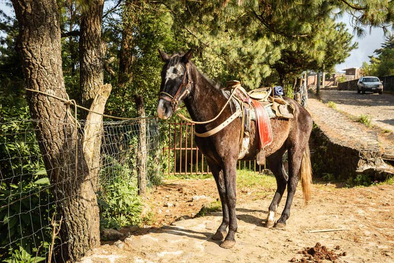 Caballo para ver las ruinas volcánicas