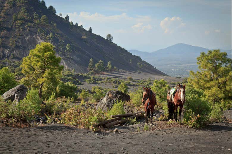 Caballos para el paseo