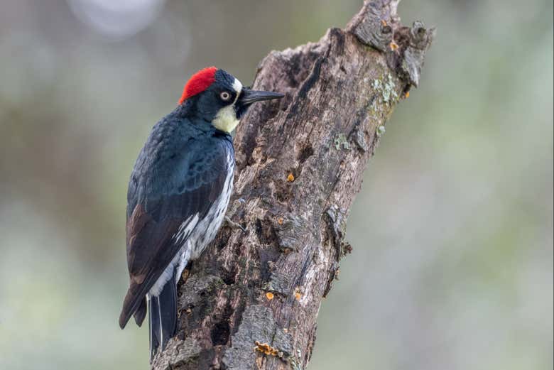 Carpintero bellotero