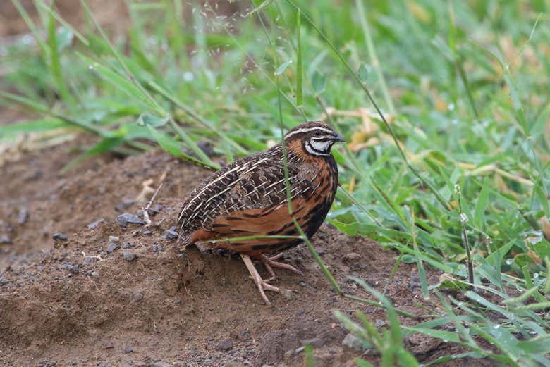 Ejemplar de codorniz arlequín