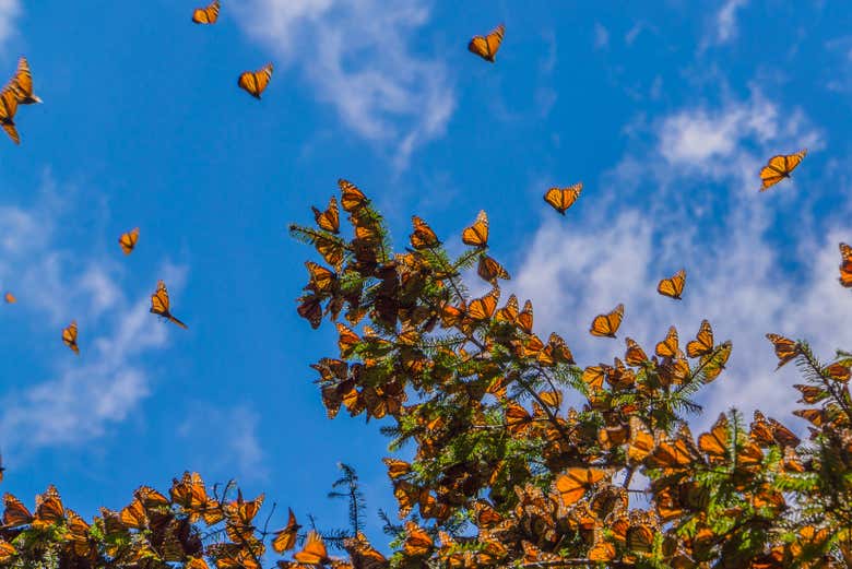 Santuario de mariposas monarca