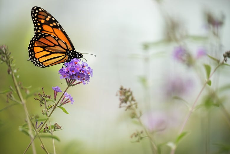 Mariposa monarca polinizando