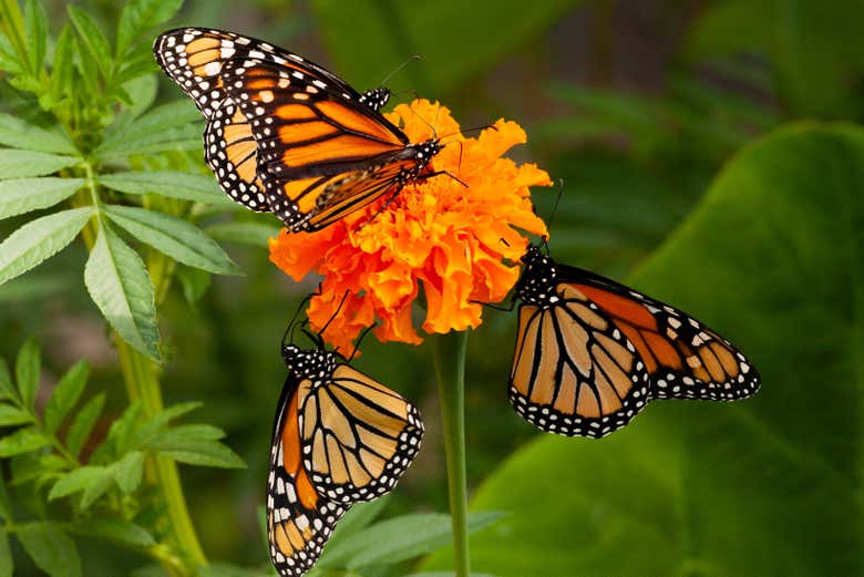 Mariposa en proceso de polinización
