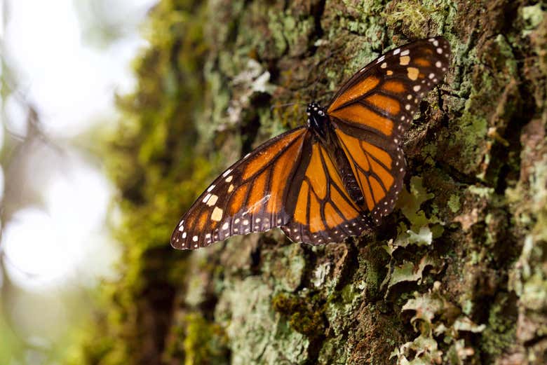 Mariposa posada en un árbol