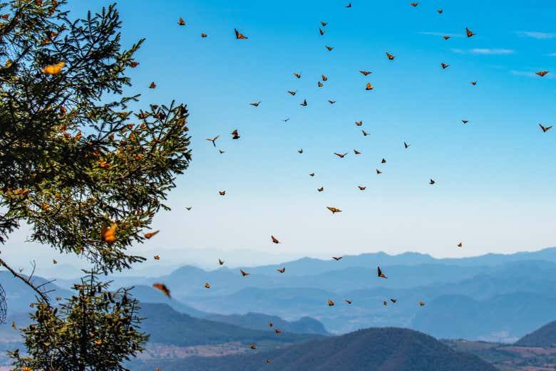 Vuelo de mariposas monarca