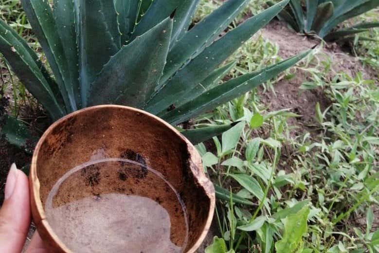 Mezcal