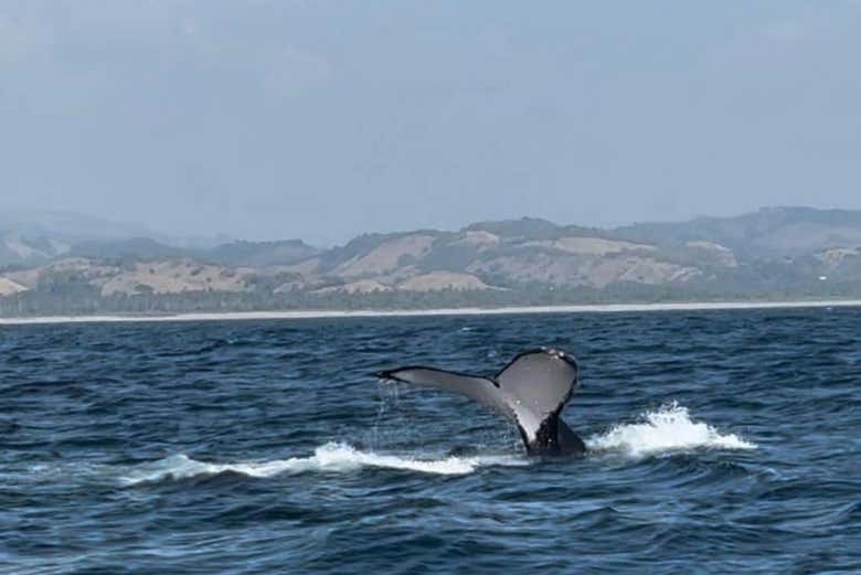 Avistando una ballena jorobada