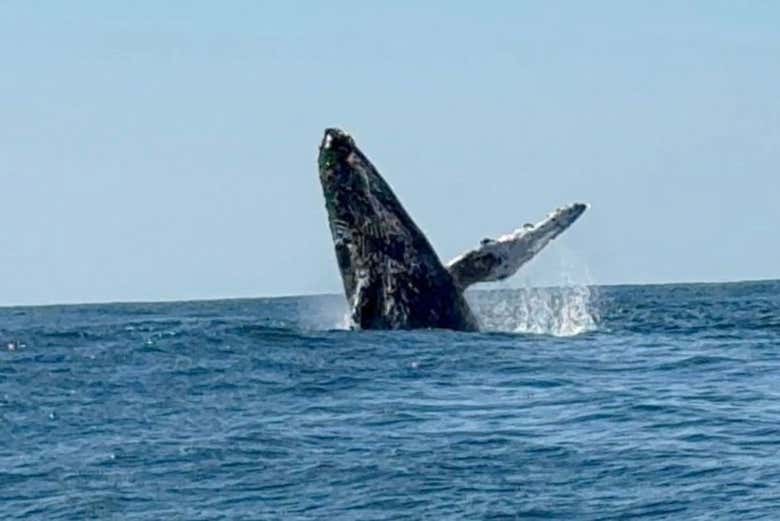 Admirando una ballena jorobada