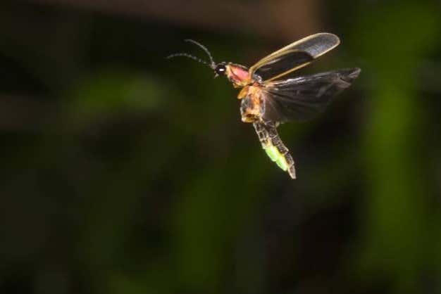 Luciole à Nanacamilpa