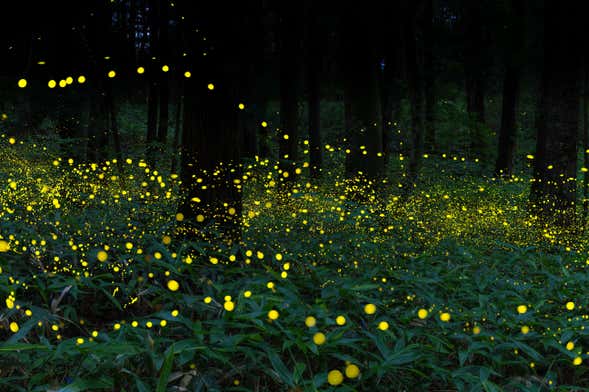 Nanacamilpa Firefly Sanctuary Tour