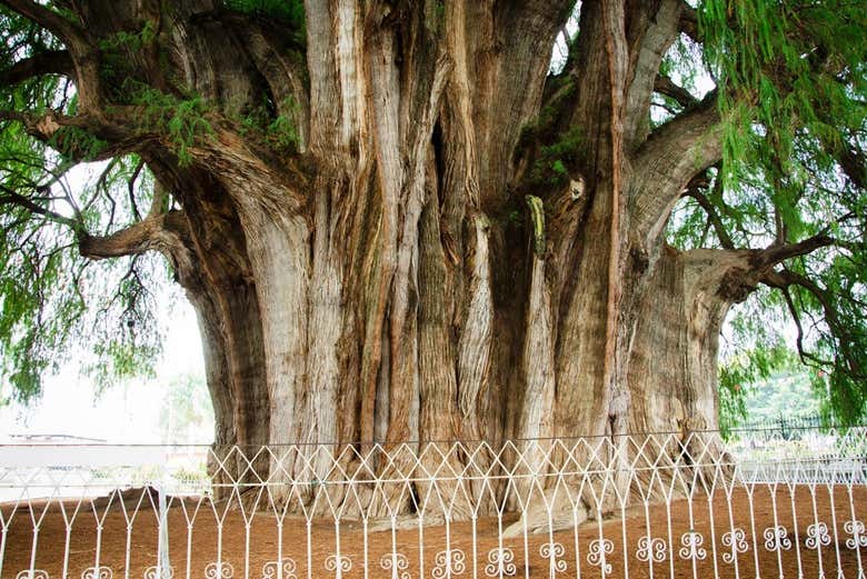 Tronco del árbol del Tule
