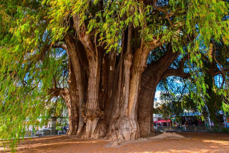 Árbol del Tule