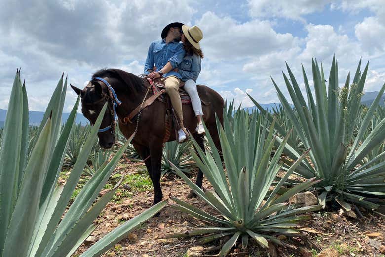Riding through maguey fields