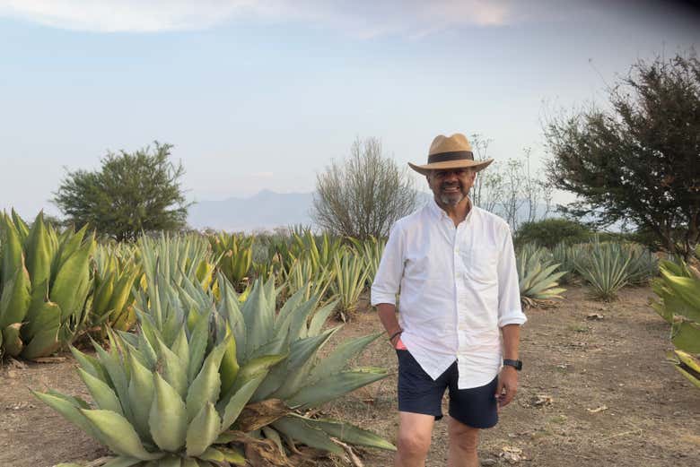 See an agave field